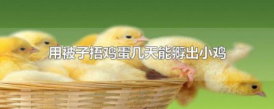 ​用被子捂鸡蛋几天能孵出小鸡 用被子捂鸡蛋几天能孵出小鸡母鸡浮蛋用人工反蛋吗