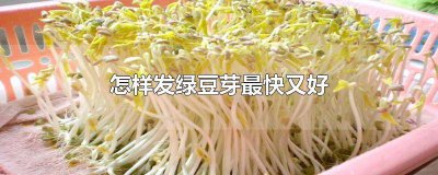 ​绿豆芽怎么发的快 绿豆怎样发芽最快