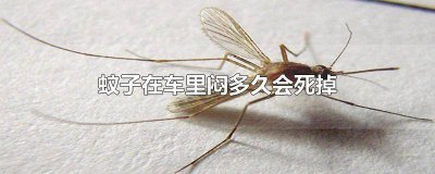 ​蚊子会闷死在车里吗 蚊子在车里能闷死吗