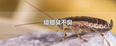 ​蟑螂就是臭虫吗 蟑螂臭不臭?