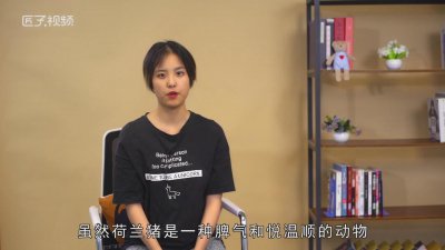 ​荷兰猪咬人吗?荷兰猪怎么训练?「荷兰猪咬人吗刚到家的时候咬人吗」