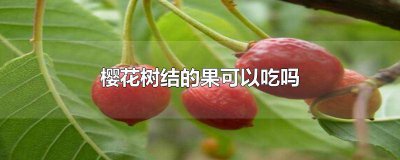 ​开樱花的树结的果子能吃吗 樱花树结果实可以吃吗