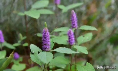 ​地蜂洒价格(蜂腊什么价格)