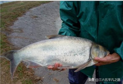 ​白鲢鱼刺多吗（4大家鱼之一的白鲢在市场上受欢迎吗）