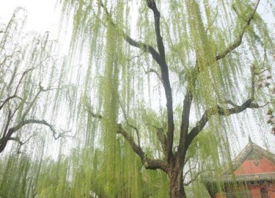 ​被子植物是什么意思（在植物学里被子植物又叫有花植物）