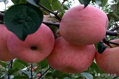 ​苹果适合什么土壤种植（我国适宜种植苹果的自然条件）