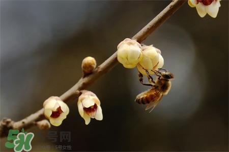 惊蛰吃什么蔬菜好？惊蛰节气养生吃什么蔬菜？