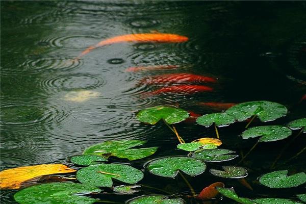 梅雨季节家里潮湿是开窗还是关窗 梅雨季节要注意什么