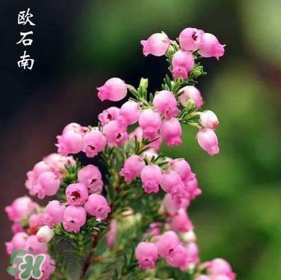 石楠花可以吃吗？石楠花花语