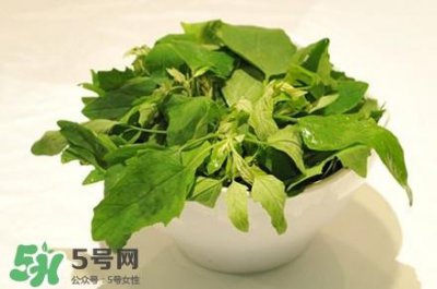 ​灰灰菜是什么样子？灰灰菜图片