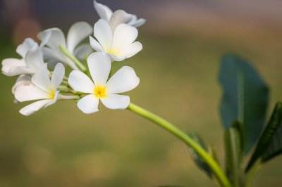 ​红鸡蛋花的功效与作用