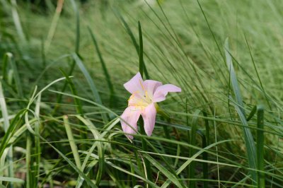 ​韭菜莲冬季这样养，轻轻松松过冬天！