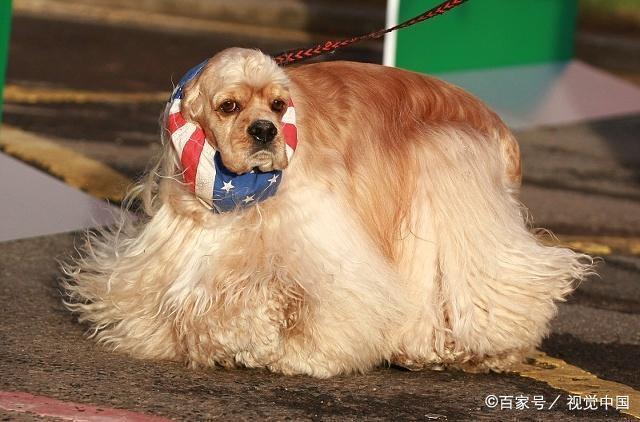 你知道狗狗生长一年相当于人类多少年吗