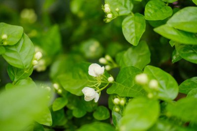 ​茉莉花资料，茉莉花图片