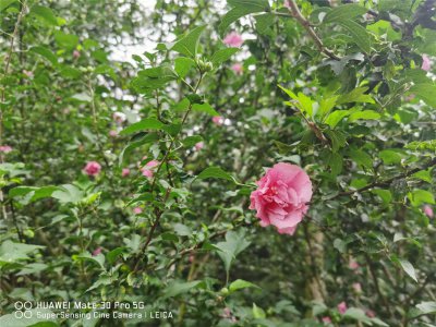 ​盘锦适合养什么花，市花和市树是什么