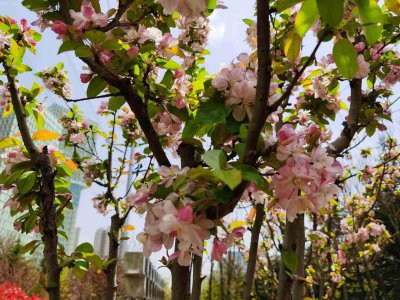 ​韶关适合养什么花，市花和市树是什么