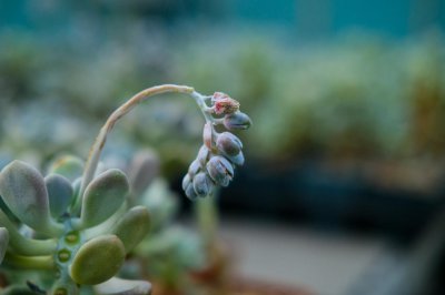 ​多肉移植后多久晒太阳