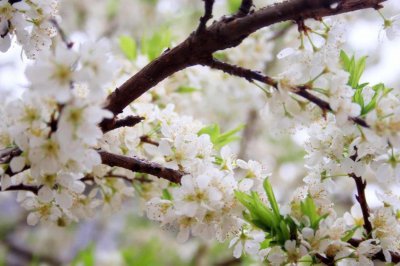 ​梅花的特点，梅花图片