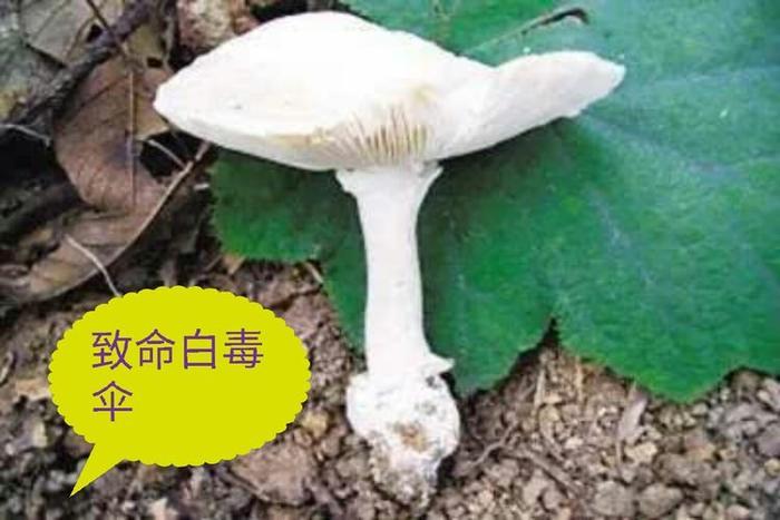 农村此12种无毒野生蘑菇可食用，此几种万万别吃，吃了会中毒