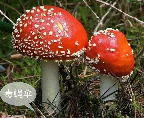 农村此12种无毒野生蘑菇可食用，此几种万万别吃，吃了会中毒