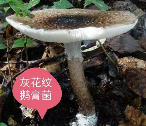 农村此12种无毒野生蘑菇可食用，此几种万万别吃，吃了会中毒