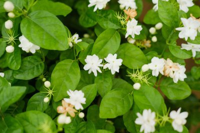 ​盆栽茉莉花怎么养，茉莉花需要修剪吗