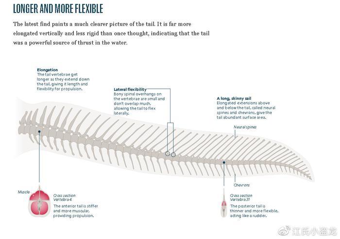 大发现！棘龙是长尾鳍的游泳高手！