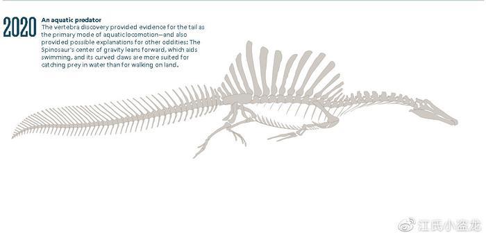 大发现！棘龙是长尾鳍的游泳高手！