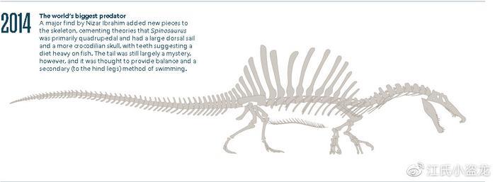 大发现！棘龙是长尾鳍的游泳高手！