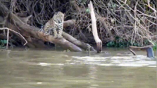 南美巨型水獭，以食人鱼为食，正面硬怼美洲豹、凯门鳄完全不怂！