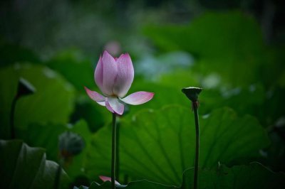 ​莲花需要修剪吗，莲花如何修剪