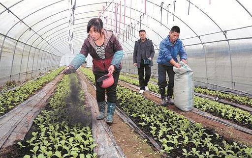 草木灰，浇花预防病虫害，平时撒一把，一年到头植株不生病