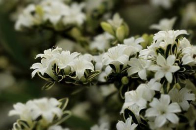 ​金边六月雪价值高，开花满树白花！