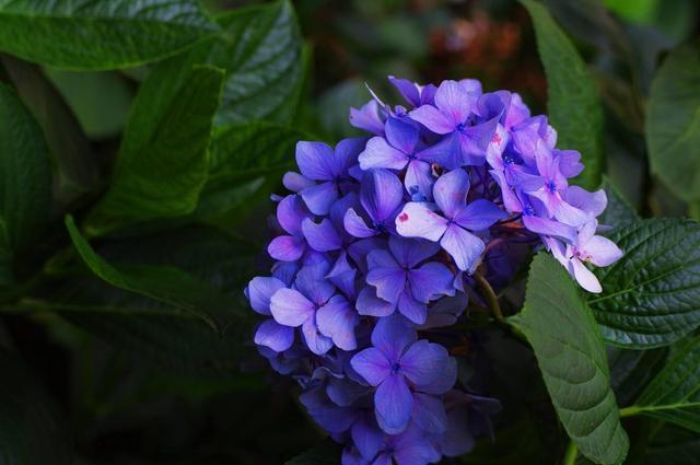 这花养得真“贵气”，五颜六色个个拳头大，一年三季都开花