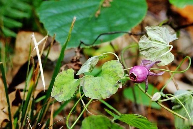 山里这植物名为“金钱豹”，挖到可当人参卖，60元一斤供不应求