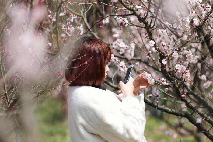 天下第一梅山 梅花大面积盛开 南京市民寻梅享春光