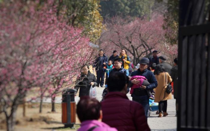 天下第一梅山 梅花大面积盛开 南京市民寻梅享春光