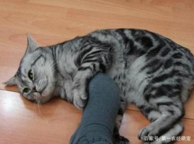 ​猫冠状病毒可以治愈吗？