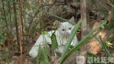 ​如何估算猫咪的年龄？通过5看轻松判断猫咪的年龄