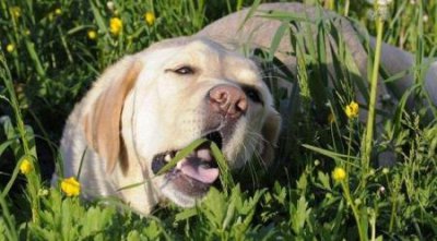 ​新手养什么中型犬比较好新手适合养什么中大型犬