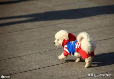 ​大麦町是中型犬吗？大麦町犬幼犬