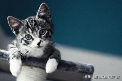 ​身价最高的猫 全球十大最昂贵的猫品种