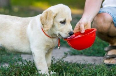 ​巴哥犬懒吗？巴哥犬很懒吗？