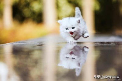 ​新猫到家太害怕？教你几招，让你与新猫迅速地建立信任关系