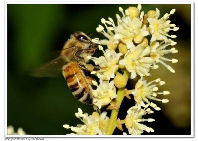 ​中药材龙眼花