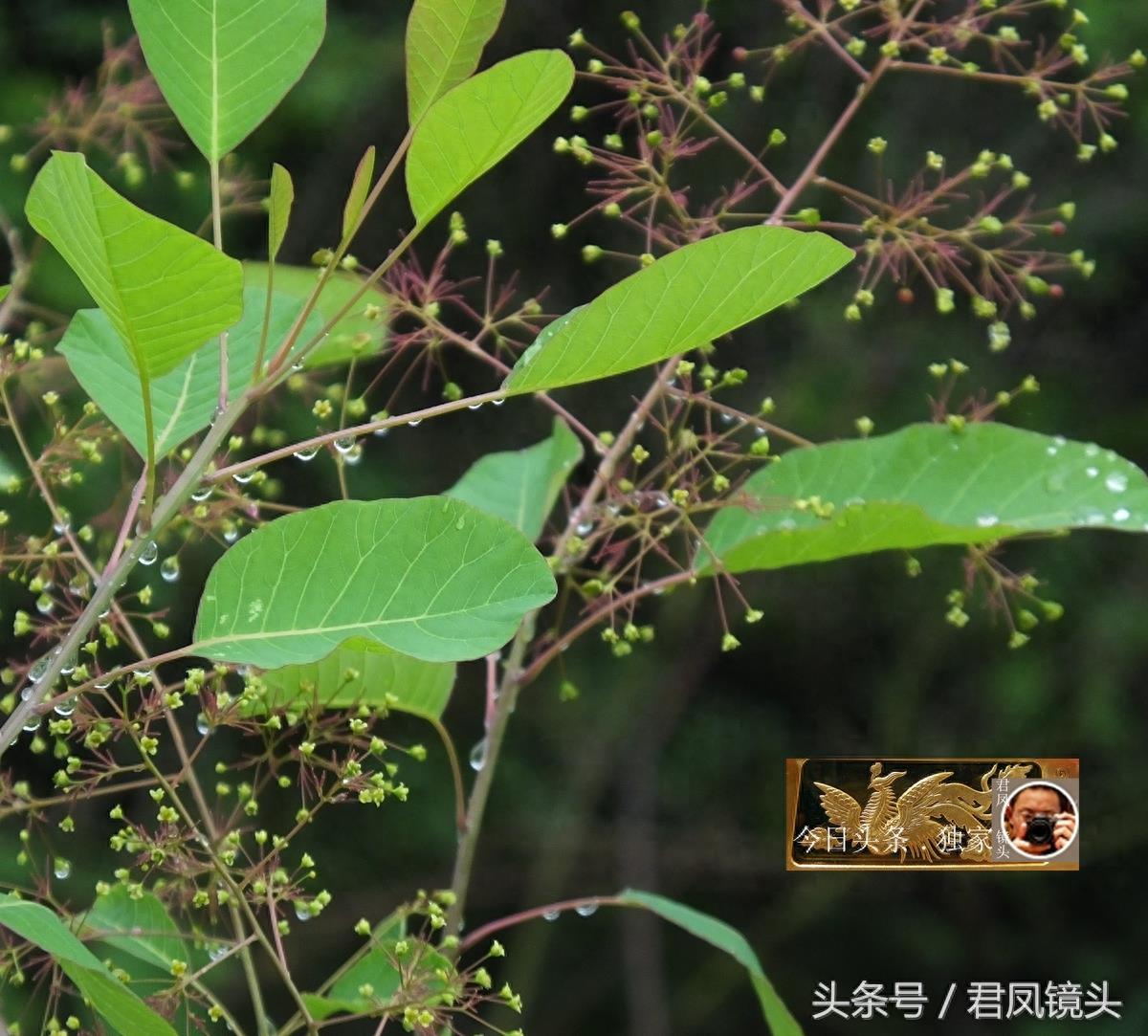 民间中草药摄影：黄栌，清热解毒，散瘀止痛！主治肝炎！