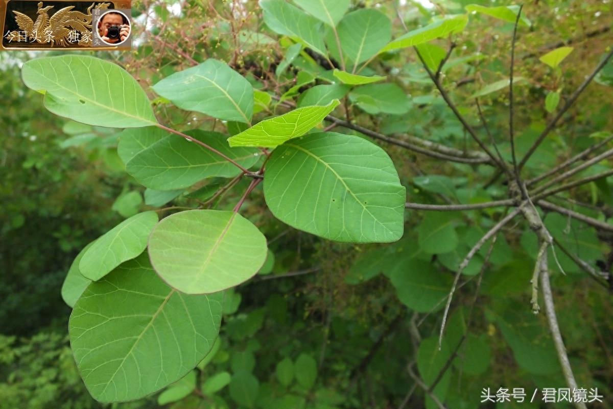 民间中草药摄影：黄栌，清热解毒，散瘀止痛！主治肝炎！