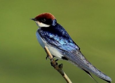 世界上飞的最快的鸟:尖尾雨燕最快时速达352千米