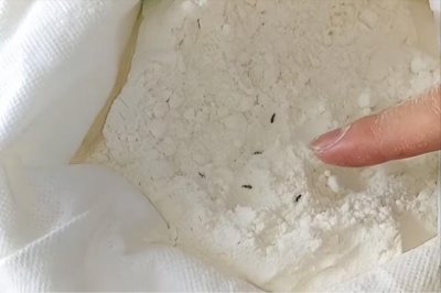 为什么面粉里面会生虫(面粉出黑虫了还能吃吗)