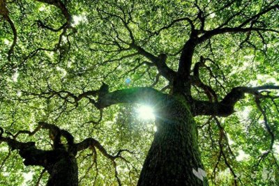 世界森林日:走进五道峡自然保护区,感受大自然的魅力